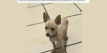 Abuelita ofrece una pizza como recompensa para encontrar a perrito de sus nietos