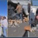 El chofer de un tráiler murió tras volcarse su unidad; la gente llegó a la rapiña pero nadie ayudó al lesionado cuando seguía con vida. Foto: Captura de video