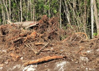 Estiman devastación de más de ocho mil árboles por nuevo trazo del Tren Maya en Solidaridad