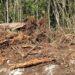 Estiman devastación de más de ocho mil árboles por nuevo trazo del Tren Maya en Solidaridad