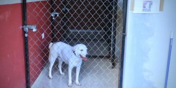 Buscan mejorar el servicio del Centro de Bienestar Animal de Solidaridad