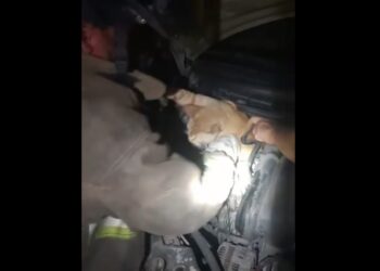 Captan enternecedor rescate de un gatito en Cancún