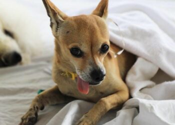 Inicia campaña de vacunación antirrábica a mascotas en Solidaridad