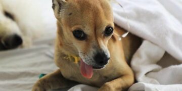 Inicia campaña de vacunación antirrábica a mascotas en Solidaridad