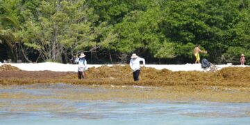 Toman medidas para atender primer arribazón de sargazo