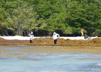 Clima no permite la instalación de barrera sargacera