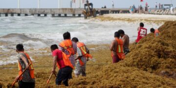 Fincan como nueva sanción administrativa la recolección de sargazo en Solidaridad