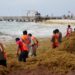 Fincan como nueva sanción administrativa la recolección de sargazo en Solidaridad