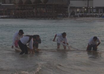 No se detiene la recolecta de sargazo