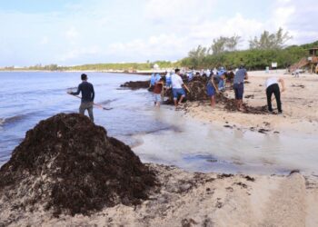 Unifican esfuerzo para retirar sargazo de costas solidarenses