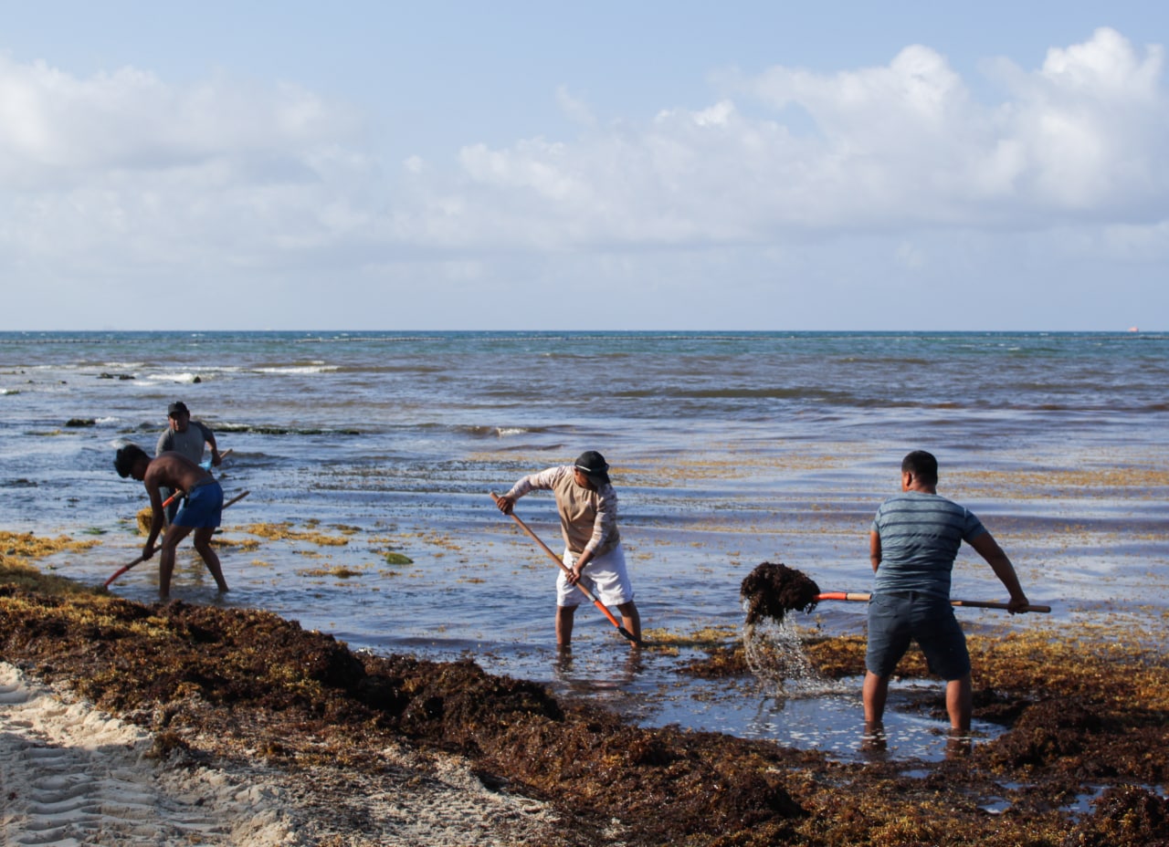 Jornada de limpieza de sargazo en Punta Esmeralda