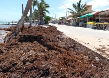 Paraliza sargazo actividad turística en el Recodo de Playa del Carmen