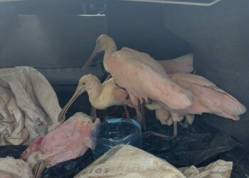 Rescatan 10 aves silvestres en taxi en Playa del Carmen; cinco murieron