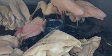 Rescatan a 10 aves silvestres y aseguran a captores en la colonia Ejido de Playa del Carmen