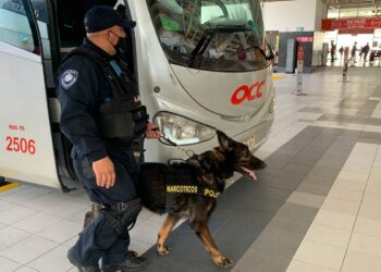 Suman 70 kilos de drogas aseguradas en Playa del Carmen por perros entrenados