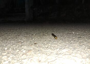 Tras detonaciones en la Quinta Avenida hay cinco detenidos