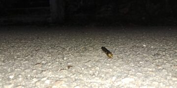 Tras detonaciones en la Quinta Avenida hay cinco detenidos