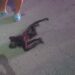 Arrojan mono araña muerto en calle de Playa del Carmen
