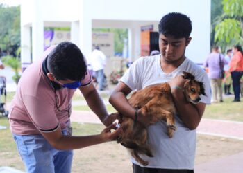 Solidaridad se prepara para jornada de vacunación antirrábica felina y canina