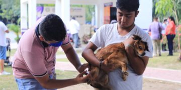 Solidaridad se prepara para jornada de vacunación antirrábica felina y canina