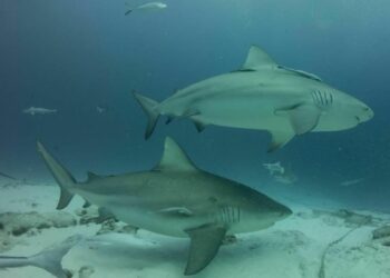 Arranca la temporada del tiburón toro en Playa del Carmen