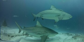 Arranca la temporada del tiburón toro en Playa del Carmen
