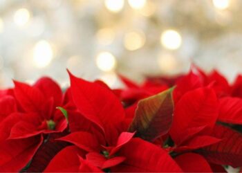 Feria navideña con pista de patinaje y circo, desde el 15 de diciembre en Playa del Carmen