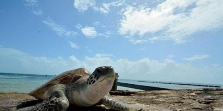 Hasta 22 hoteles no cumplieron con normas durante la temporada de arribo de tortugas en Playa del Carmen