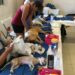 Inicia campaña de esterilización gratuita para mascotas en Playa del Carmen