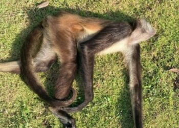 Atropellan a mono araña sobre la carretera a la altura de Puerto Aventuras