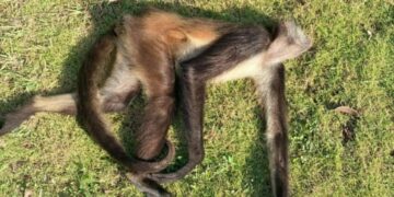 Atropellan a mono araña sobre la carretera a la altura de Puerto Aventuras