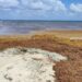 Proponen se construya una barrera oceánica contra el sargazo en Quintana Roo