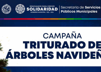 Gobierno abre centro de copio para árboles de navidad