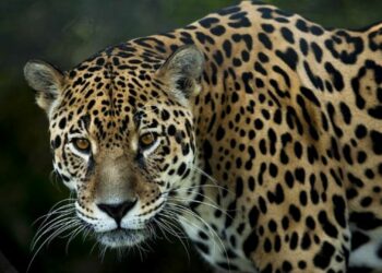 Cambio de uso de suelo y crecimiento urbano en Quintana Roo pone en riesgo al jaguar y a otras especies