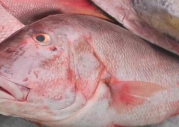 Esperan repunte en la venta de pescado por la Cuaresma en Playa del Carmen