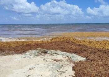 Llegarán a Playa del Carmen contenedores temporales para acopio de sargazo