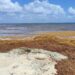 Llegarán a Playa del Carmen contenedores temporales para acopio de sargazo
