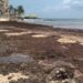 Analizan cerrar playa El Recodo por sargazo