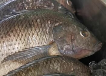 Pescados y mariscos, hasta 40% más caros; están fuera del alcance de mucha gente