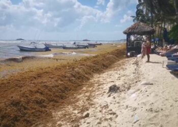 Rescatarán duna costera y sembrarán árboles para evitar mayor erosión en Playa del Carmen