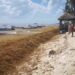 Suradas y sargazo siguen afectando a prestadores de servicios en Playa del Carmen