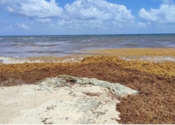 Zofemat de Playa del Carmen, lista para el arribo de sargazo; sigue contratando gente