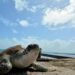 Arribó a desovar la primera tortuga de esta temporada en Playa del Carmen