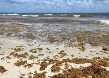 Barreras contra el sargazo se colocarán a finales de abril en Playa del Carmen