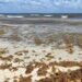 Barreras contra el sargazo se colocarán a finales de abril en Playa del Carmen