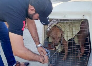 En Solidaridad se castiga el maltrato animal