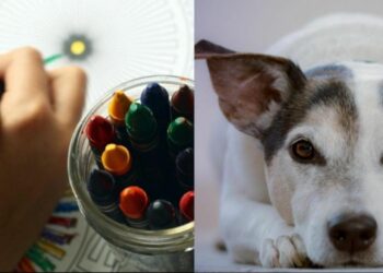 Invitan al Art Holistic Fest en parque La Ceiba de Playa del Carmen; es para niños, adultos y mascotas