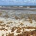 Vientos del sureste están trayendo arena con sargazo a Playa del Carmen