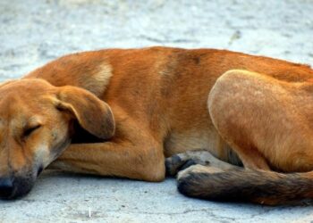 Activistas alertan que habría hasta 40 mil perros callejeros en Playa del Carmen