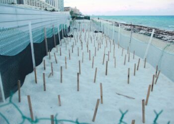 Han detectado 2 mil 500 huevos de tortuga y 25 nidos en Playa del Carmen